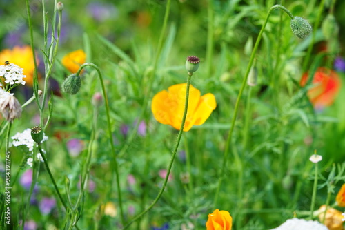 Blumenwiese natürlich