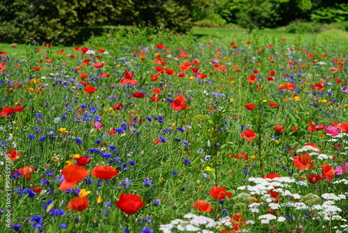 Blumenwiese, Frühling