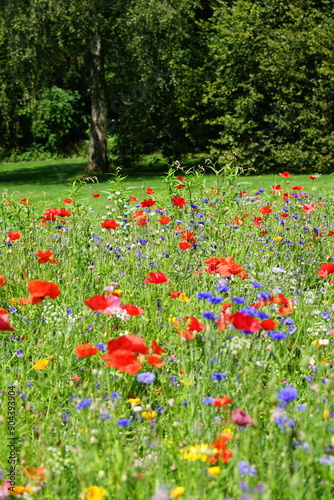 Blumenwiese, Frühling