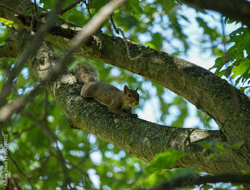 Eastern gray squirrel laying in shade of tree