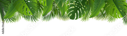 Tropic Frame With Palm Leaf Border And White Background
