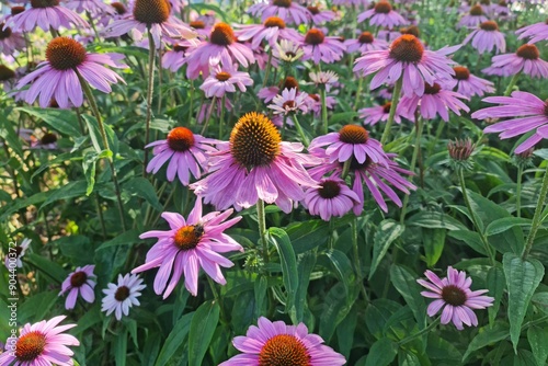 Echinacea purpurea rode zonnehoed