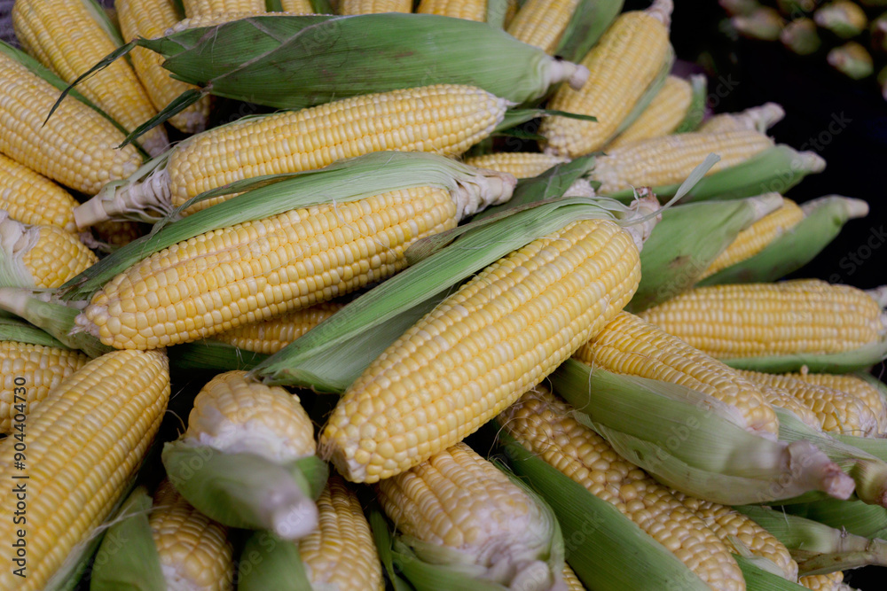 Stack of sweet raw corn ears after harvest, ripe corn on the cob with yellow seed kernels and partially covered by green husks. Fresh agricultural products from farms for sale at the market. Stack of sweet raw corn ears after harvest, ripe corn on the cob with yellow seed kernels and partially covered by green husks. Fresh agricultural products from farms for sale at the market.