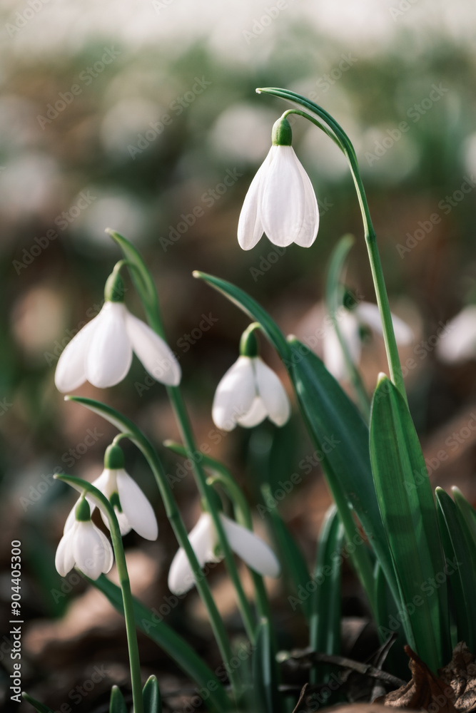 snowdrops in spring snowdrops in spring