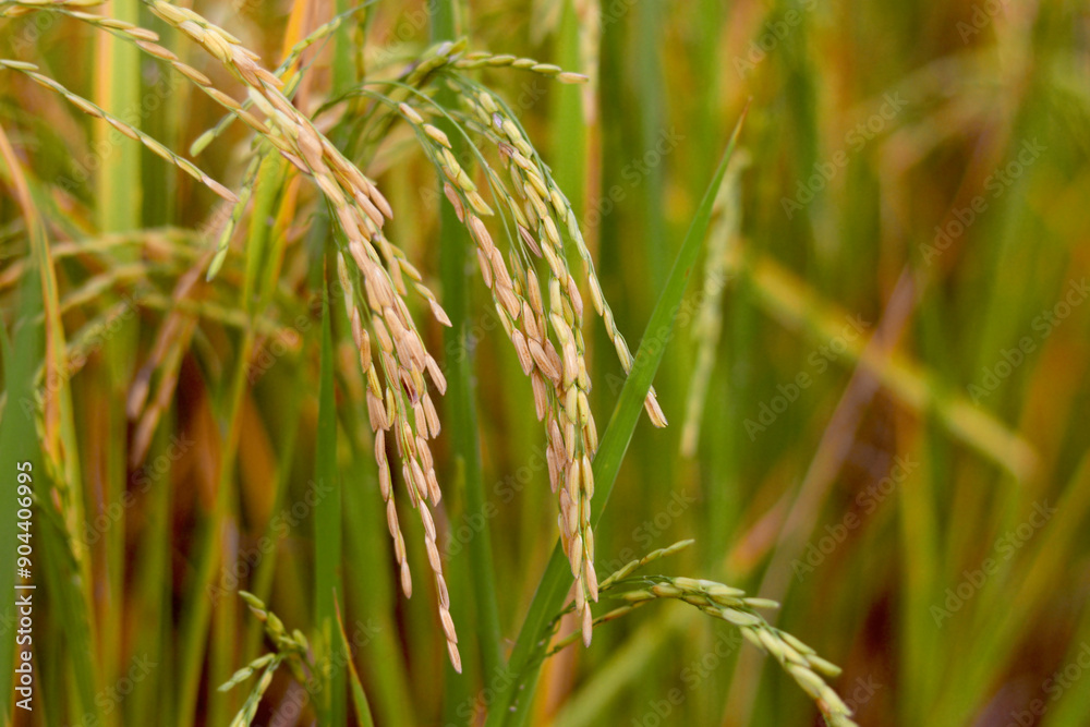 Beautiful golden rice field, yellow ripe rice ears ready for harvest, rice seeds in ear of paddy on countryside farm. Beautiful golden rice field, yellow ripe rice ears ready for harvest, rice seeds in ear of paddy on countryside farm.