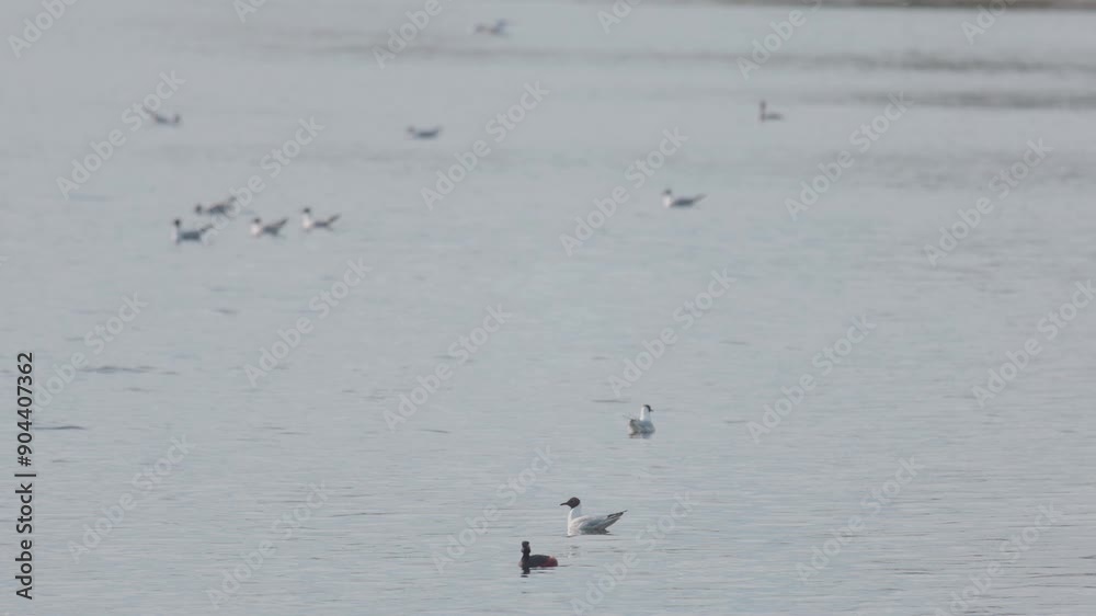 Many river gulls hunt fish in lakes, rivers, and canals. Seagulls fly over the water. Seagulls gracefully glide over the water's surface, their wings casting delicate shadows on the rippling waves. Many river gulls hunt fish in lakes, rivers, and canals. Seagulls fly over the water. Seagulls gracefully glide over the water's surface, their wings casting delicate shadows on the rippling waves.