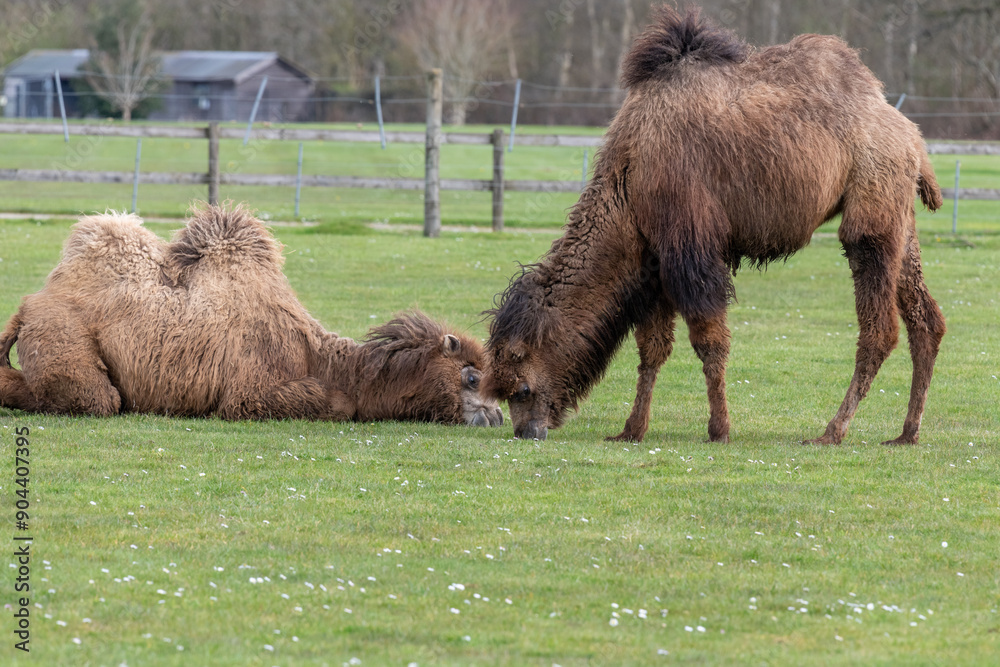 Fototapeta premium A Bactiran camel (camelus bactrianus) grazing