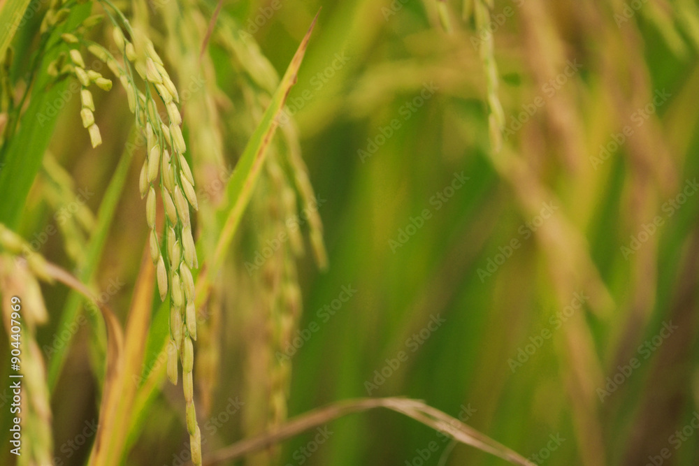 Beautiful golden rice field, yellow ripe rice ears ready for harvest, rice seeds in ear of paddy on countryside farm. Beautiful golden rice field, yellow ripe rice ears ready for harvest, rice seeds in ear of paddy on countryside farm.