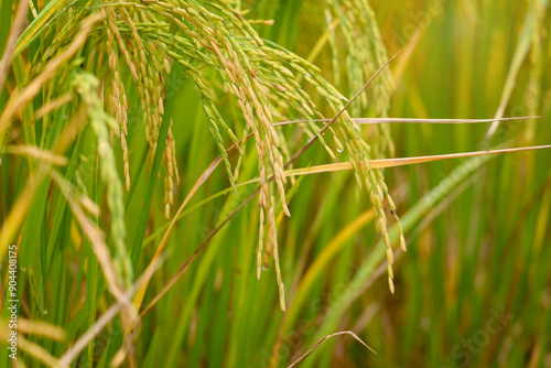 Beautiful golden rice field, yellow ripe rice ears ready for harvest, rice seeds in ear of paddy on countryside farm.