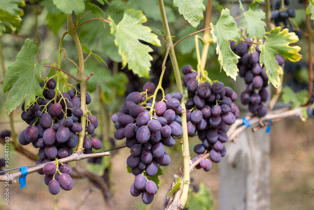 Naklejka premium Bunches of grapes among green leaves on vines