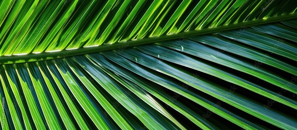 above plant palm leaf simple background above plant palm leaf simple background