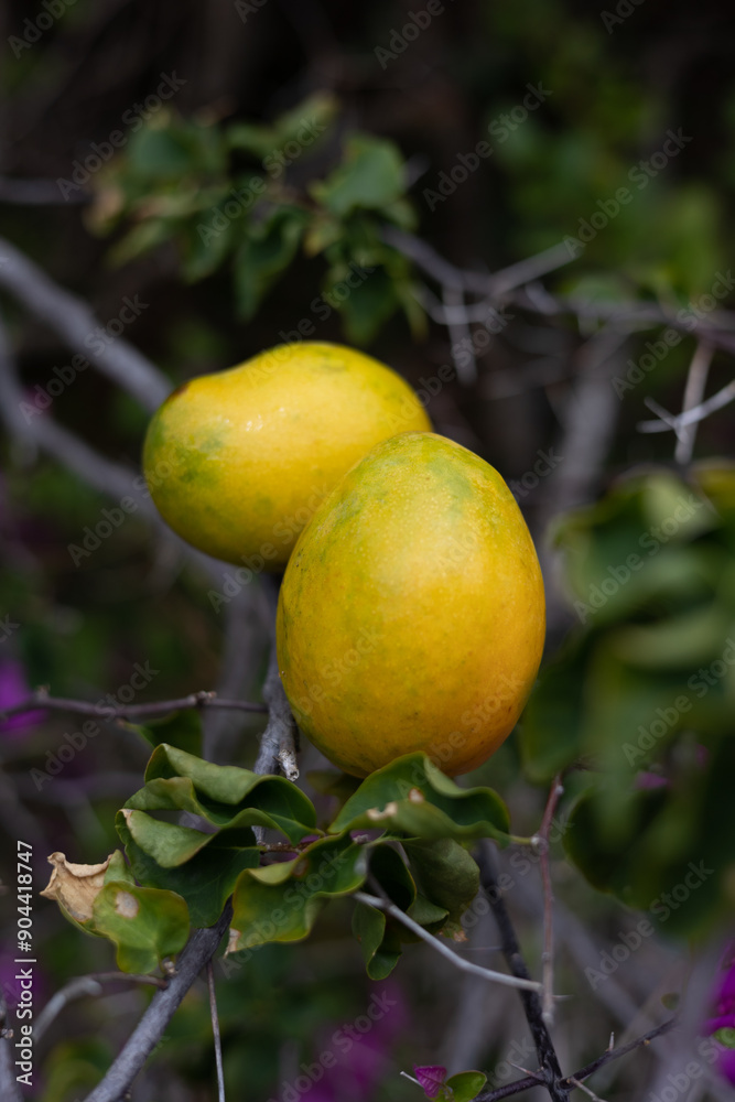 Deux magnifiques Mangues julie de la Martinique. Il existe près de 1 000 variétés de mangues. Ce fruitier originaire d'Inde fût d’abord implanté à la Barbade d’où il a gagné toutes les Antilles. Deux magnifiques Mangues julie de la Martinique. Il existe près de 1 000 variétés de mangues. Ce fruitier originaire d'Inde fût d’abord implanté à la Barbade d’où il a gagné toutes les Antilles.