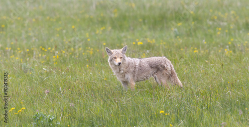 Coyote, On The Hunt in the Grass photo