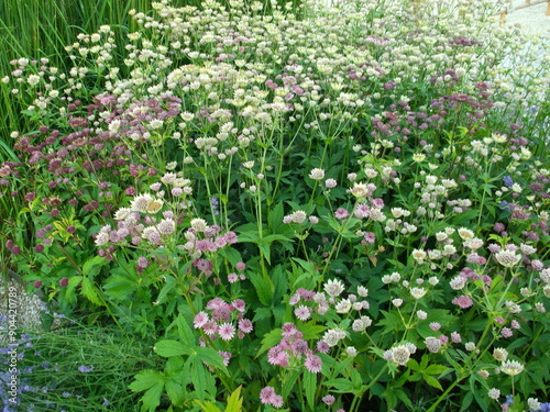 Astrantia in the flower bed