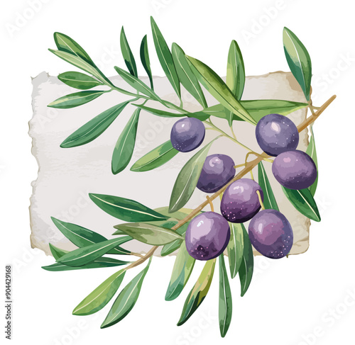 Title: Watercolor green and black olives labeled on flat paper, green and black olive branches framed in watercolor style with green leaves isolated on white, Watercolor olive wreath