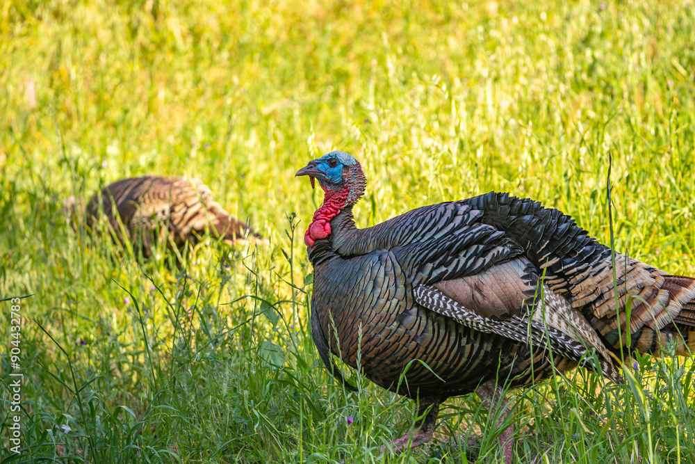 Male wild turkey (Meleagris gallopavo) with spread tail feathers. Male wild turkey (Meleagris gallopavo) with spread tail feathers.