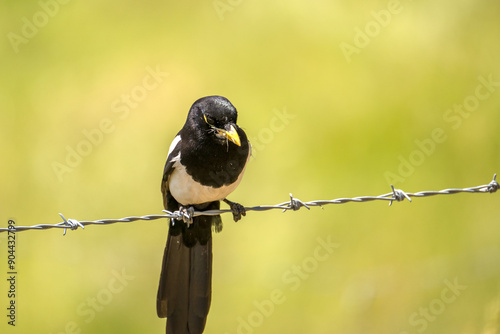 Close-up of Yellow-billed magpie (Pica nuttalli) photo