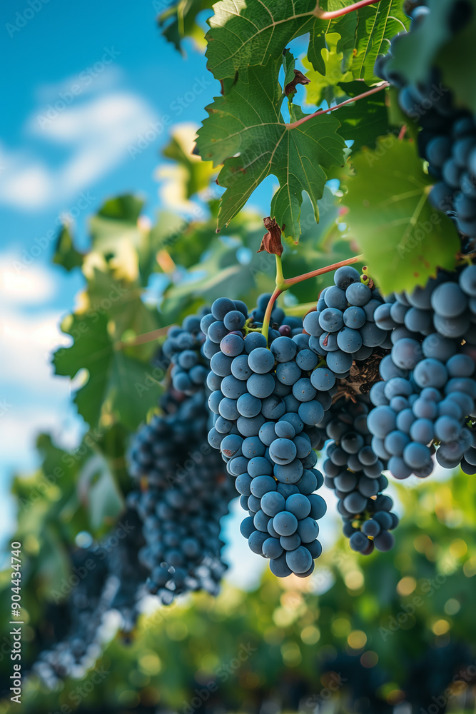 Grapes hanging from the vine in the blue sky atmosphere. Grapes hanging from the vine in the blue sky atmosphere.