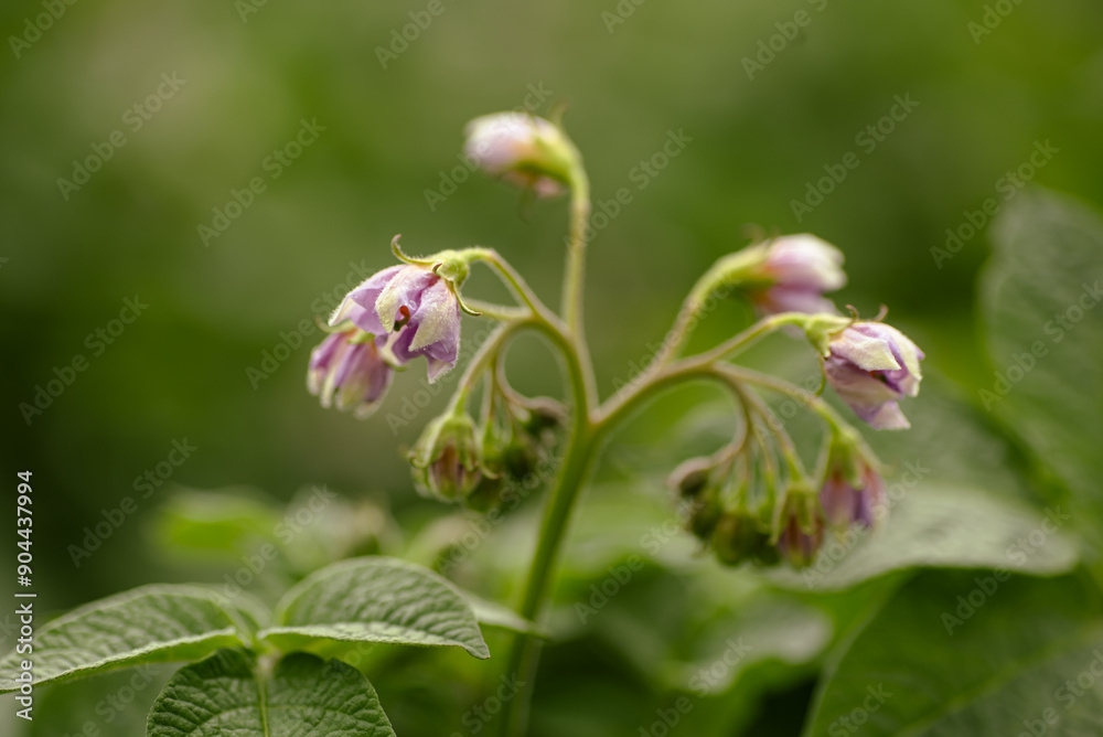 Capture the delicate beauty of potato flowers up close Capture the delicate beauty of potato flowers up close