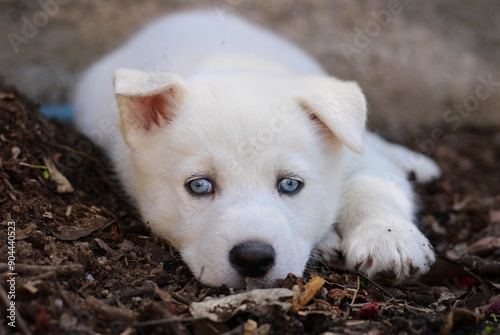 Perro blanco ojos azules acostado sobre tierra photo