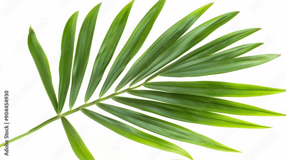 A vibrant single green palm frond displayed against a crisp white background, showcasing nature's simplicity and elegance with its long, slender leaves fanning out gracefully. A vibrant single green palm frond displayed against a crisp white background, showcasing nature's simplicity and elegance with its long, slender leaves fanning out gracefully.
