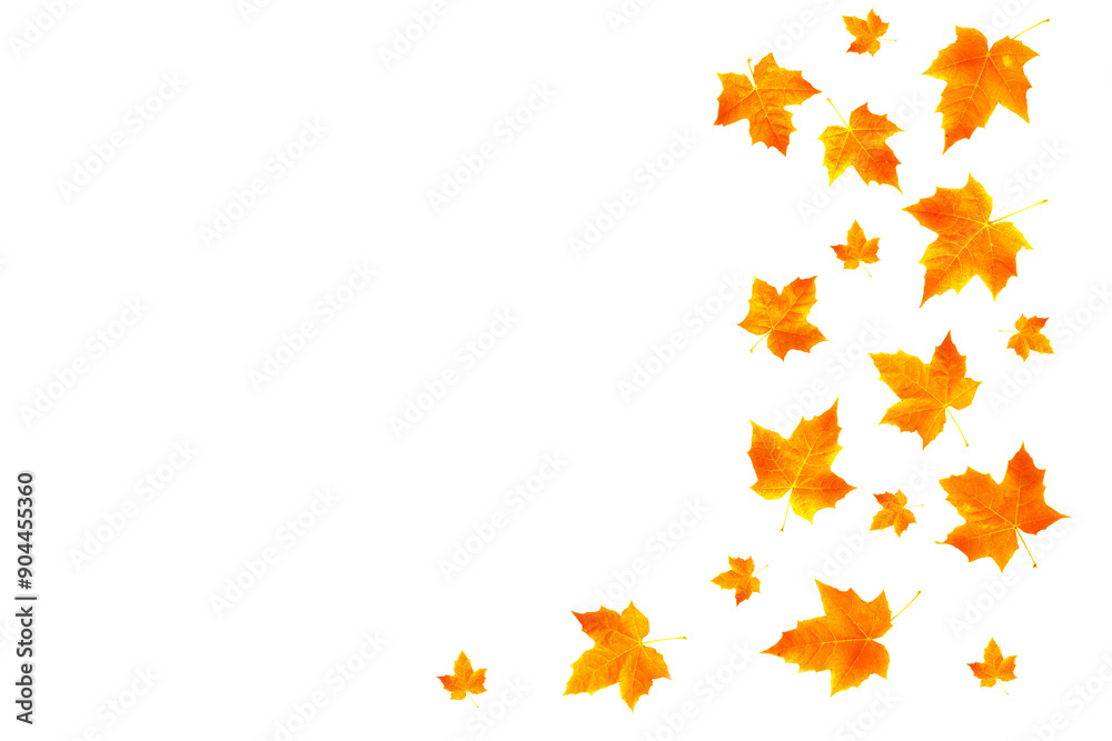 Bright colorful autumn leaves. nature Bright colorful autumn leaves. nature