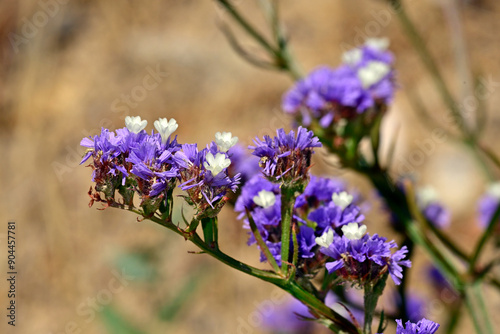 Geflügelter Strandflieder // Wavyleaf sea lavender (Limonium sinuatum) - Insel Ios, Kykladen, Griechenland
