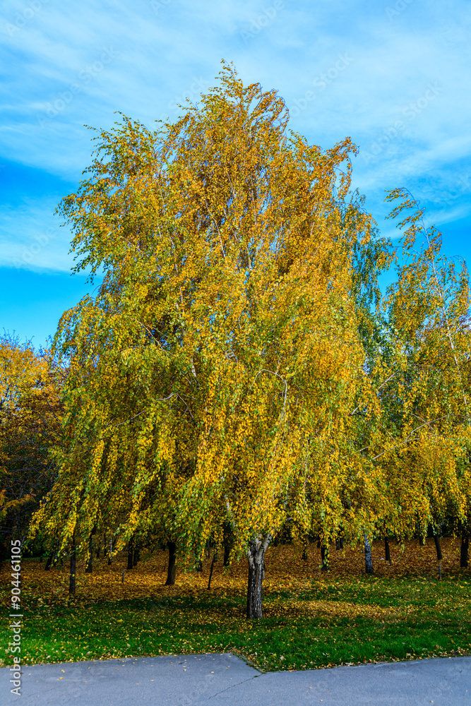 Naklejka premium Birch trees in a city park on autumn