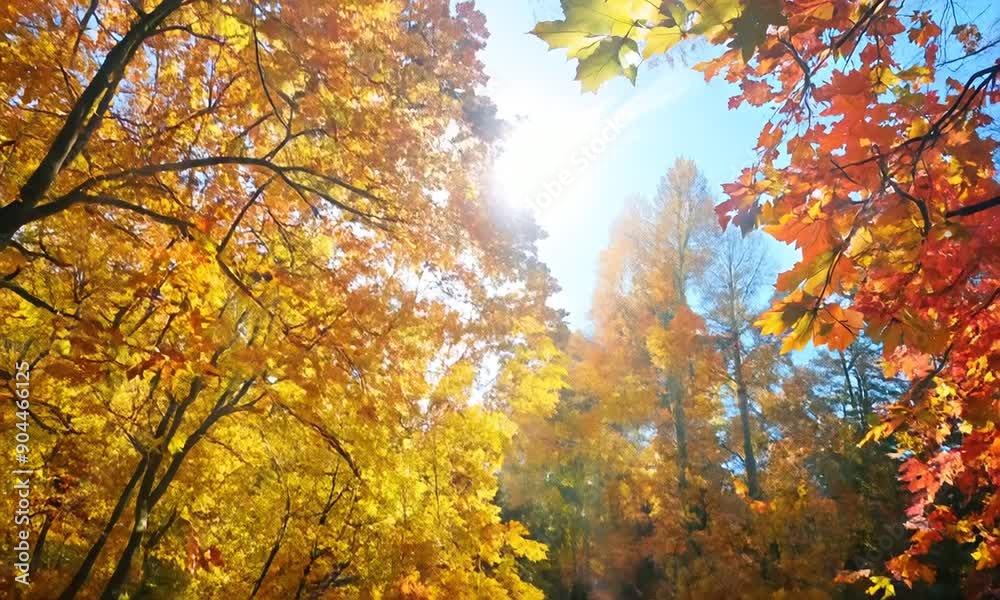 Autumnal Forest Autumnal Forest