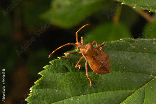 bug Heteroptera Acanthosomatinae forest makro photo