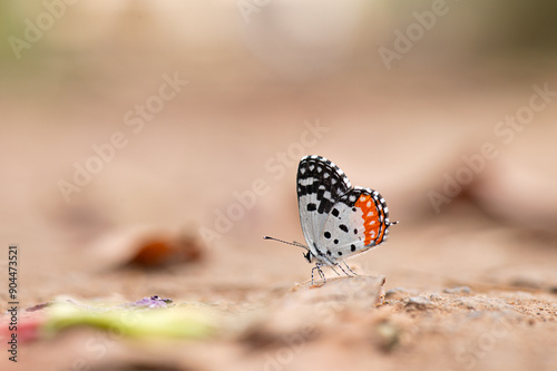 Red pierrot butterfly resting on the soil. Selective focus on the butterfly and background blur with copy space. Scietifically Talicada nyseus, found in the Indian subcontinent and South East Asia photo