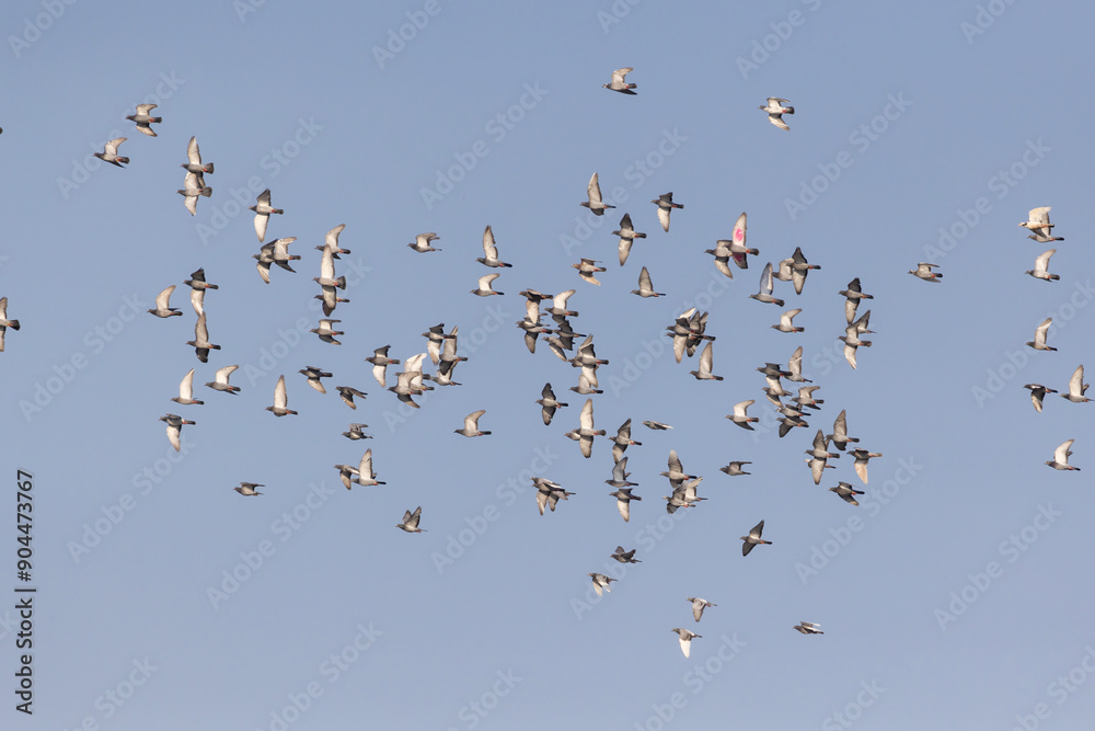 homing pigeon flock in flight in summer homing pigeon flock in flight in summer