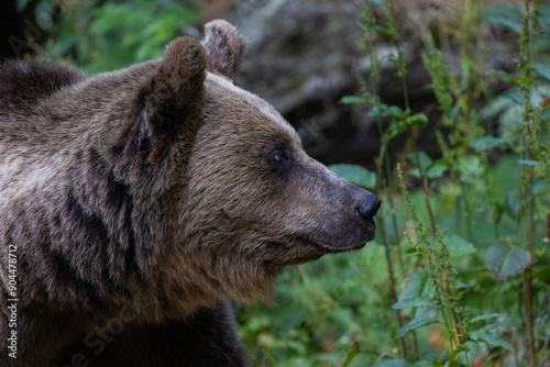 Wallpaper Mural Brown bear portrait Torontodigital.ca
