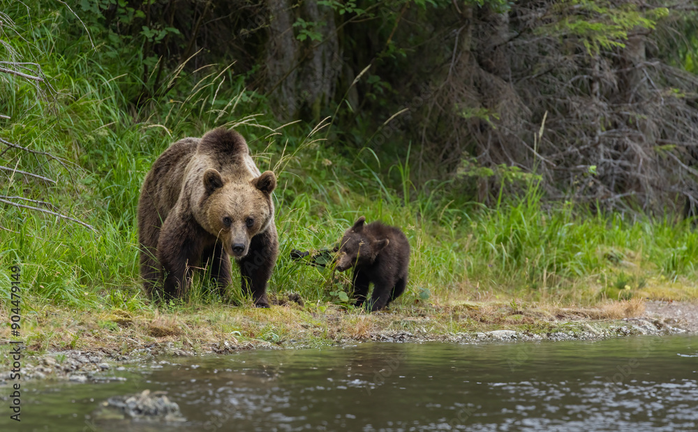Brown bear female with babies Brown bear female with babies