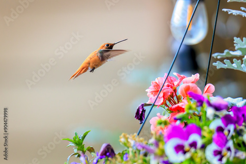 Rufous Hummingbird (Selasphorus rufus) in Colorado photo