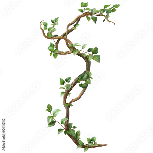 Isolated Twisted Wild Liana Vine on transparent background with Clipping Path