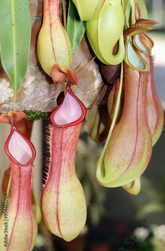 Insectivorous plant, Nepenthes mirabilis, found in the Atlantic Forest, Rio de Janeiro, Brazil, 2022 photo
