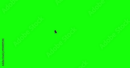 Osprey Sea Eagle bird flying green screen slow motion