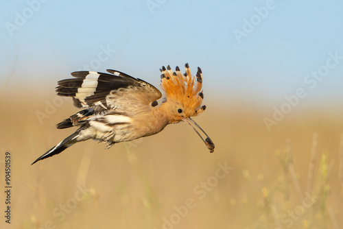 Eurasian hoopoe Upupa epops bird with beetle insect in beak. Wildlife scene Close up photo