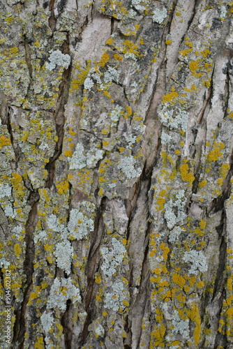 Tree Bark and Moss photo