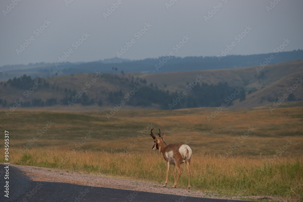 Fototapeta premium Pronghorn in the wild