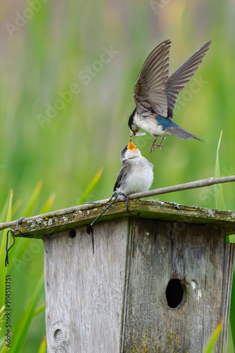 Tree Swallow Feeds Fledgling at Marsh Birdhouse