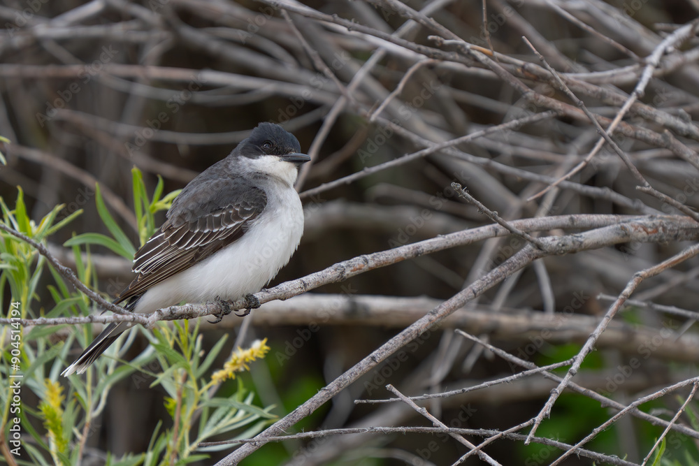 Obraz premium Eastern Kingbird Rests Between Insect Hunts
