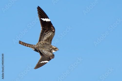 Common Nighthawk in Flight in Early Morning Light