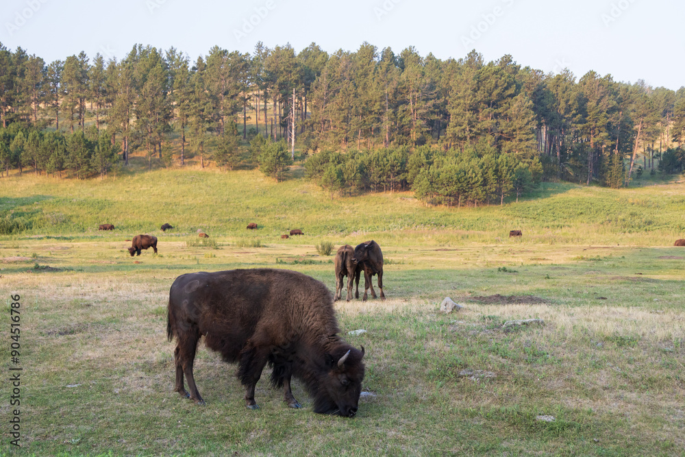 Bison herd grazing in a meadow
Bison herd grazing in a meadow