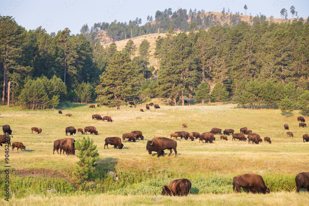 Bison herd grazing in a meadow Bison herd grazing in a meadow