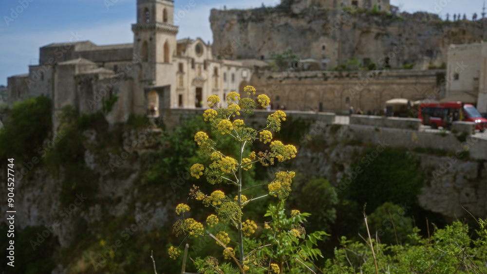 Fototapeta premium Fennel in foreground against the historic backdrop of matera town in basilicata, italy, with stone buildings, cliffs, greenery, and a red bus visible.