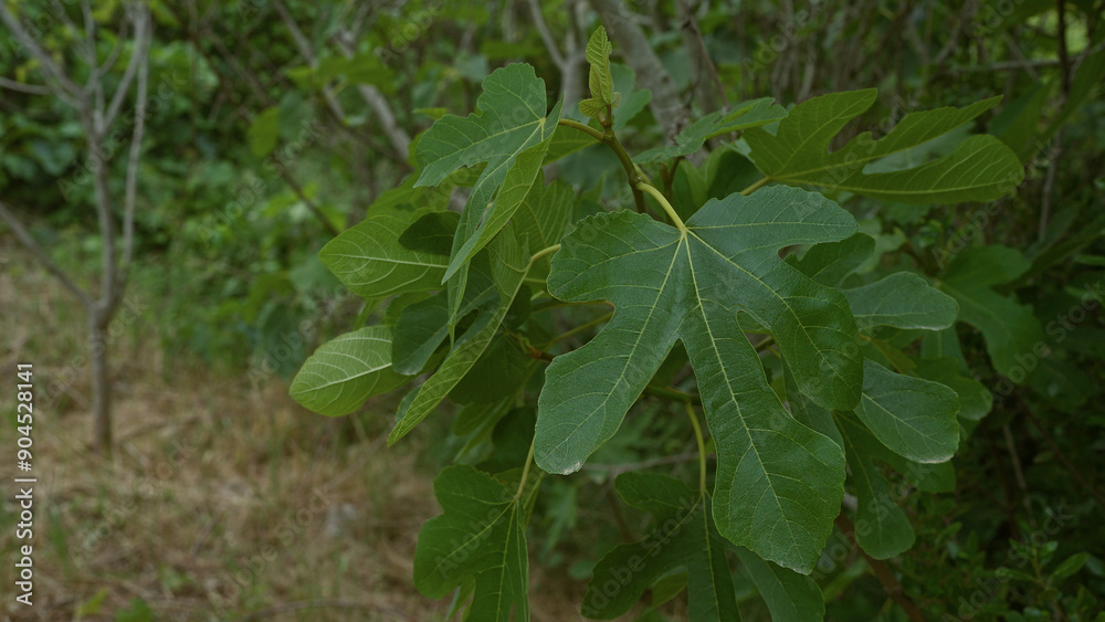 A lush fig tree ficus carica with large, verdant leaves in an outdoor setting in puglia, southern italy, showcasing vibrant greenery and a dense woodland area. A lush fig tree ficus carica with large, verdant leaves in an outdoor setting in puglia, southern italy, showcasing vibrant greenery and a dense woodland area.