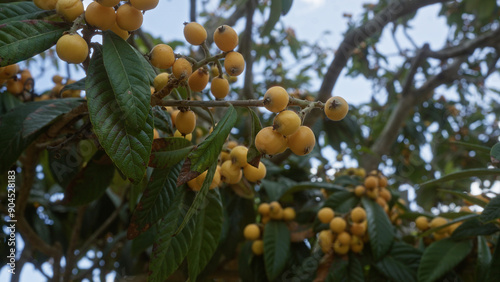 Clusters of ripe loquat fruits hanging from branches with lush green leaves during a sunny day in puglia, italy.