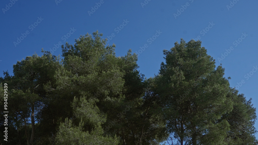 Tall pine trees in a serene outdoor setting in puglia, italy, exhibited against a clear blue sky, capturing the essence of mediterranean flora. Tall pine trees in a serene outdoor setting in puglia, italy, exhibited against a clear blue sky, capturing the essence of mediterranean flora.
